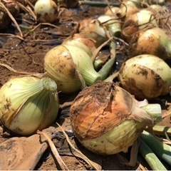 🧅茨城県産　新玉ねぎ　2kg