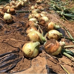 🧅茨城県産　新玉ねぎ　2kgの画像