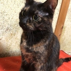 ナッツちゃんの生涯の家族を探しています👪