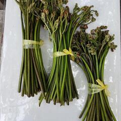採りたてワラビ          食品