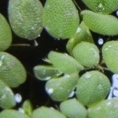《値下中》オオサンショウモ　メダカやベタなどの水槽、ビオトープに