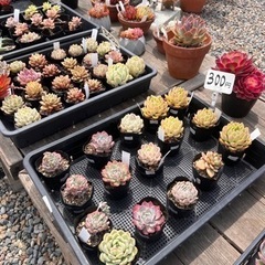 多肉植物ガーデン　CAI多肉ガーデン　CAIギャラリー　無人販売 - つくば市