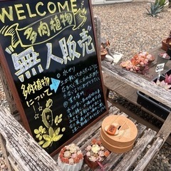 多肉植物ガーデン　CAI多肉ガーデン　CAIギャラリー　無人販売