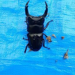 オオクワガタトリオの画像