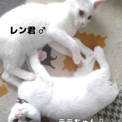 白猫　レンくんとララちゃん