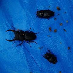 オオクワガタトリオ