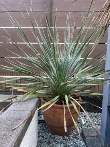 ボリューム満点株 ダシリリオン ウィーレリ