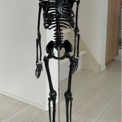 骸骨　インテリア 