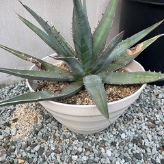 アガベ チタノタ
