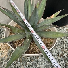 アガベ チタノタの画像