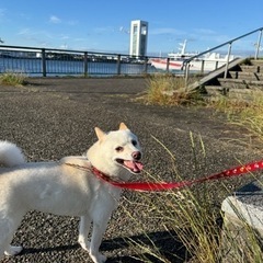 どなたか、この子の里親に