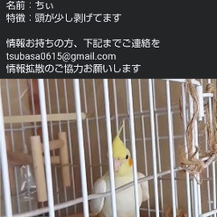 オカメインコ