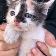 ミケ生後１ヶ月♥里親様決定しました✨