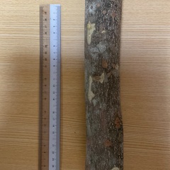 山椒　すりこぎ棒①