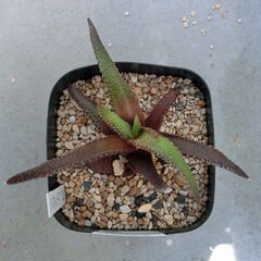 ①【無料】多肉植物　ハオルチア　エノン