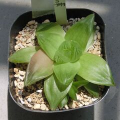 ⑨【無料】多肉植物　ハオルチア京の華