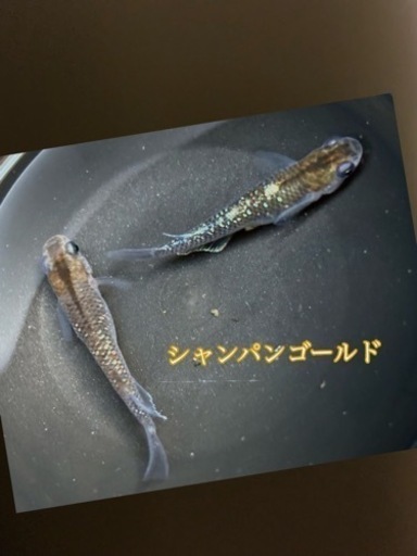 メダカシャンパンゴールドの卵