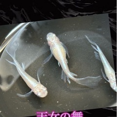メダカ　天女の舞の卵