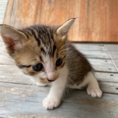 ２匹の野良ちゃんが駐車場で出産してました。里親探しています。