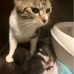 親猫と子猫