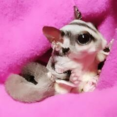 フクロモモンガ☆オフ会☆参加者募集♥