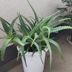 アロエ