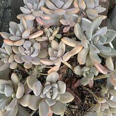 【相談中】多肉植物②