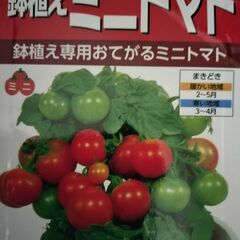 かわいいミニトマト：レジナの苗 ２０円/ポットの画像