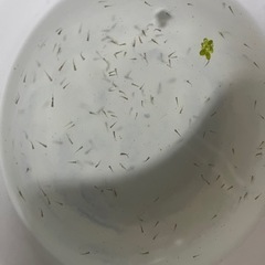 金魚　ショートテールオランダ　稚魚　無選別　100匹