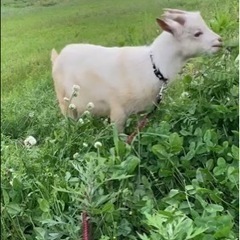 ヤギ　