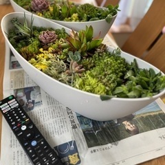 明日！！フリーマーケット　観葉植物　多肉植物