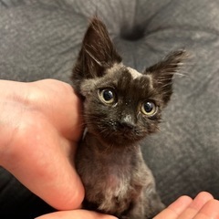 保護ネコです。