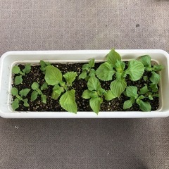 大葉の苗🌱10株