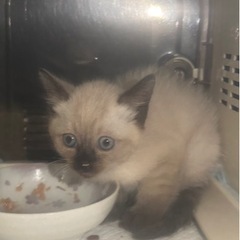(決まりました)シャム猫　生後2ヶ月ぐらい 必ず下記をお読みください