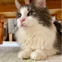 もふもふﾉﾙｳｪｰｼﾞｬﾝ風女の子⭐︎アル