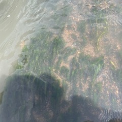 水草　アナカリスの画像