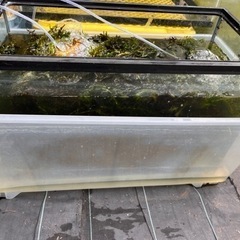 水草　アナカリスの画像