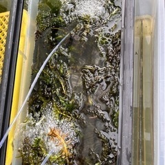 水草　アナカリスの画像