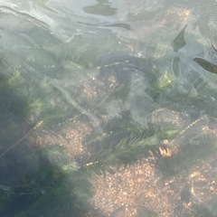 アナカリス　水草の画像