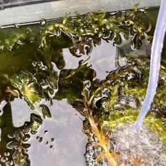 アナカリス　水草の画像