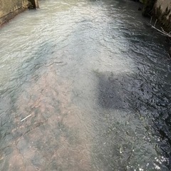 アナカリス　水草の画像