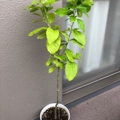 ［終了］レモンの木🍋