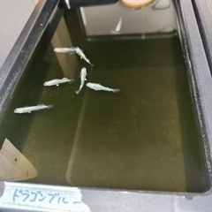 めだかの画像