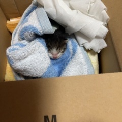 生まれたてのコです。【推定生後3日程度】