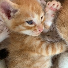 子猫3匹 新しい写真アップしました！ - 新見市