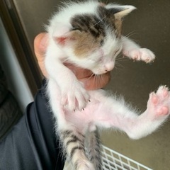 子猫3匹 新しい写真アップしました！ - 猫