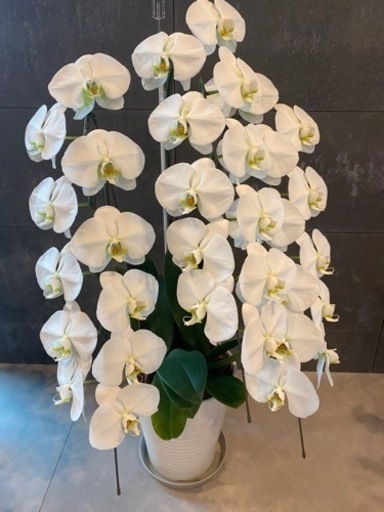 胡蝶蘭　13鉢　終わりがけ