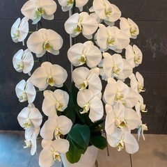胡蝶蘭　13鉢　終わりがけ
