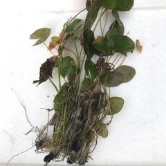 生活雑貨 家庭用品 ガーデニングの画像