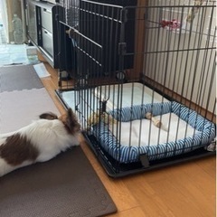 ペットフェンス探しています。